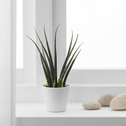 IKEA SANSEVIERIA  (ИКЕА САНСЕВИЕРИА)  -  Растение в горшке - Сансевиерия разные цвета 6 см