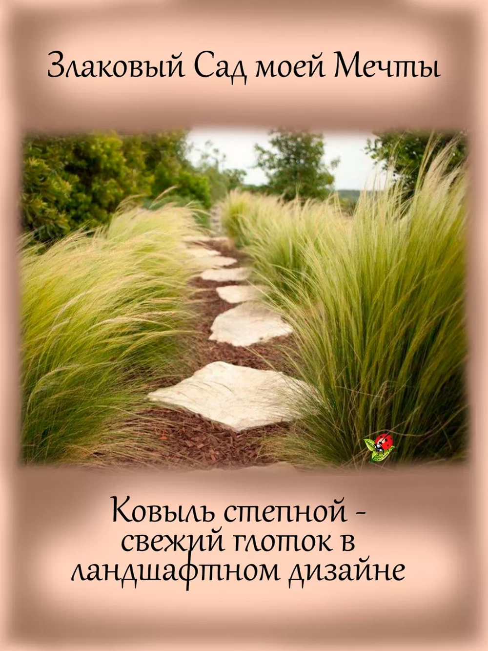 Злак Ковыль степной многолетний