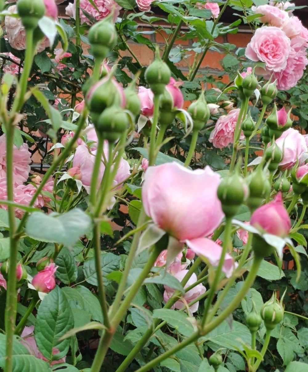 Роза Алан Тичмарш Rosa Alan Titchmarsh