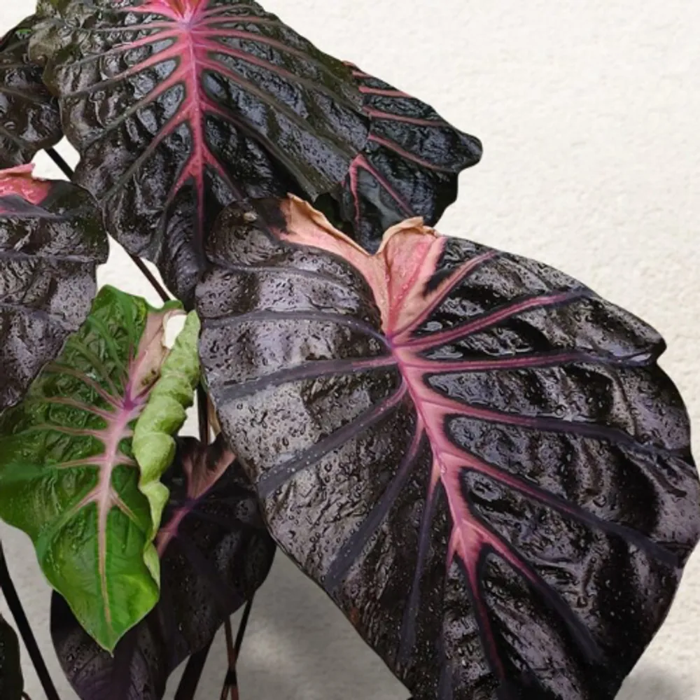 Колоказия Псайлок (Colocasia Psylocke) корневище