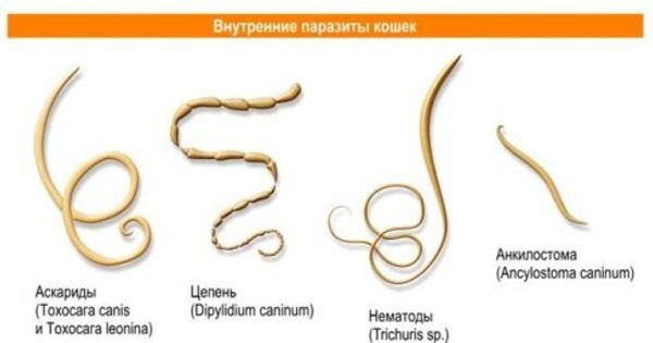 Болезни, которыми можно заразиться от кошки Болезни, которыми можно заразиться от кошки
