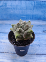 Astrophytum Myriostigma monstrosa (Астрофитум)