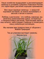 Злак Мискантус китайский Пурпурасценс многолетний