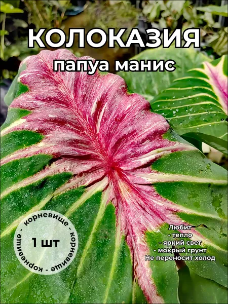 Колоказия Папуа Манис Papua Manise корневище