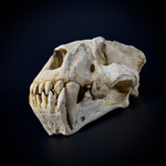 Xenosmilus