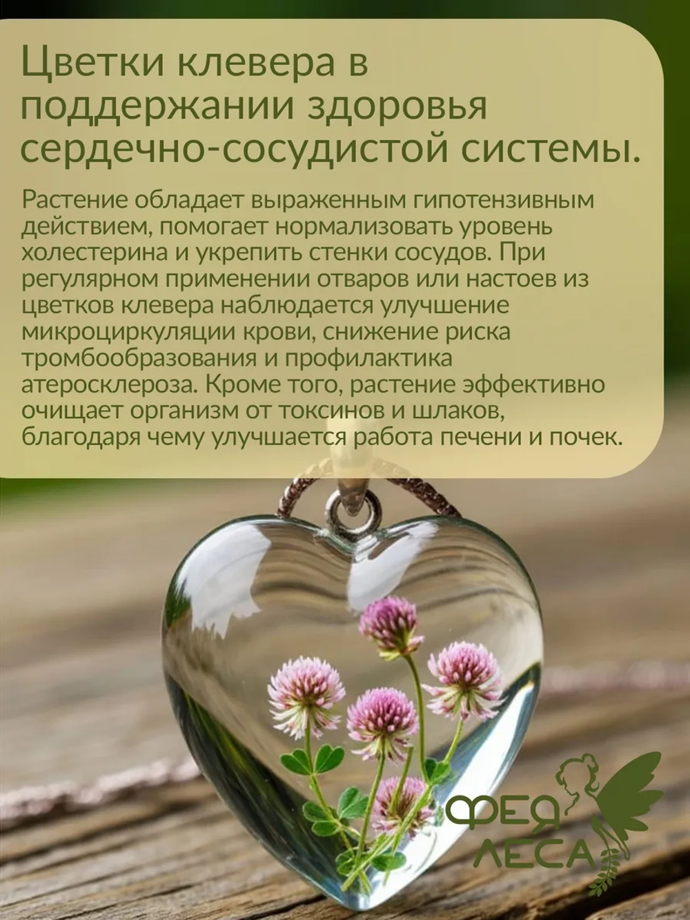 Клевер луговой цветки для здоровья и творчества