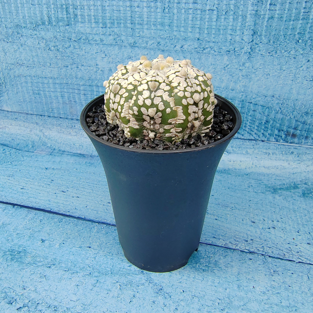 Astrophytum Asterias (Астрофитум)