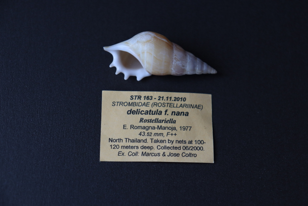 Ракушка тибия деликатула (Rostellariella delicatula)