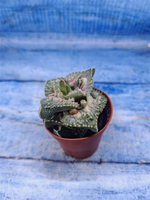 Faucaria Tuberculosa (Фаукария)