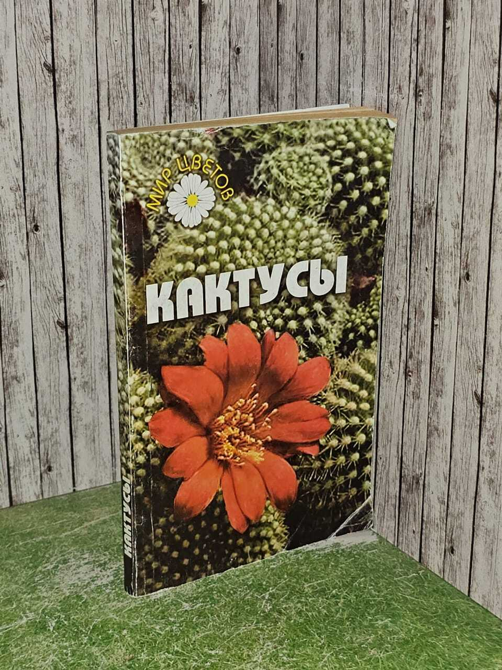 Кактусы