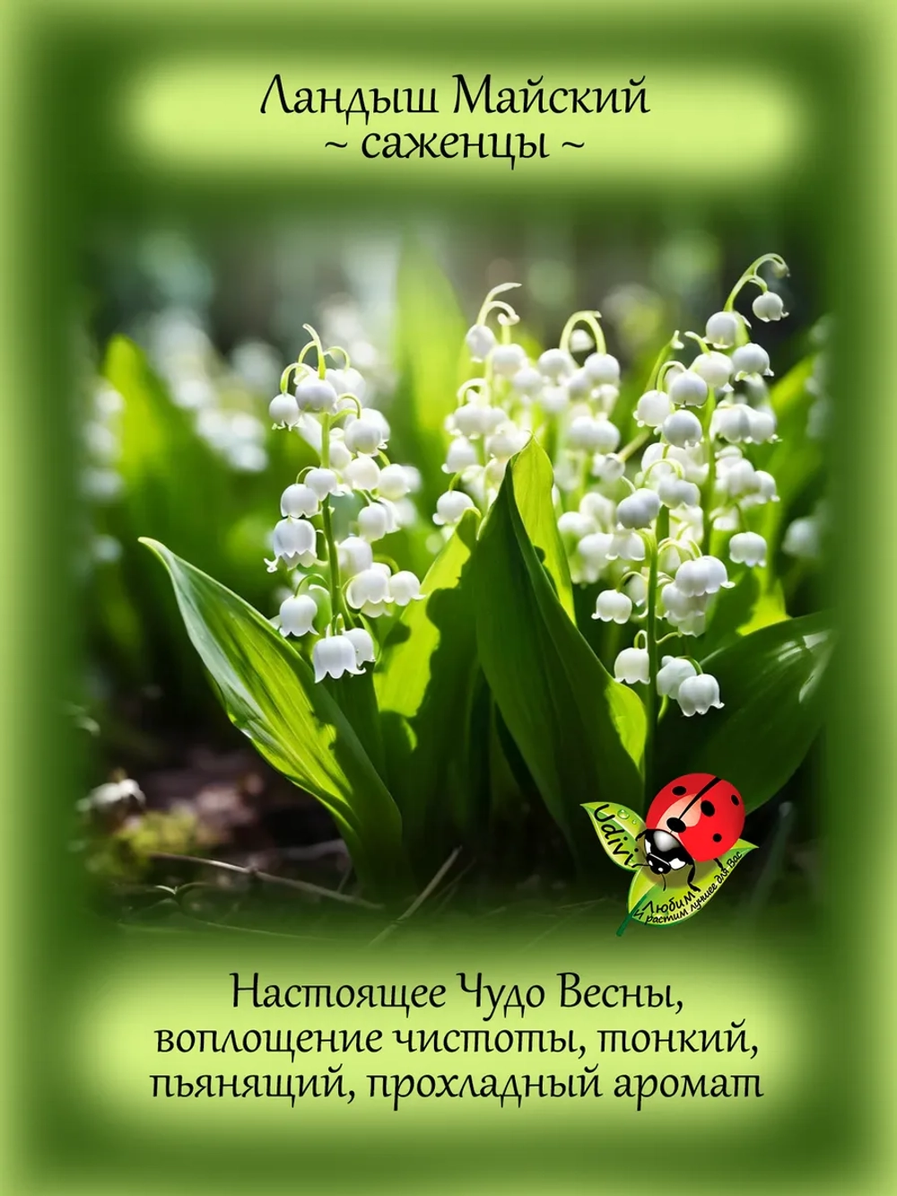 Ландыш Майский