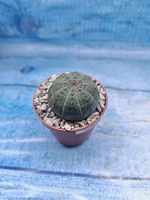 Euphoria Obesa (Эуфорбия)