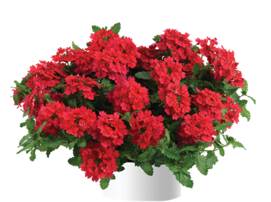 1569 Вербена VANESSA Red (Весна 2026)