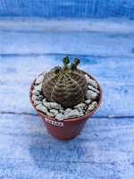 Euphorbia Obesa (Эуфорбия)