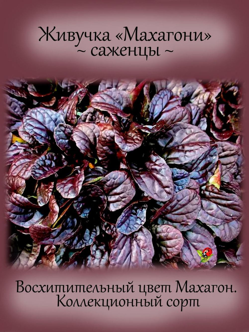 Живучка Махагони аюга многолетник