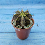Gymnocalycium Friedrichii (Гимнокалициум)