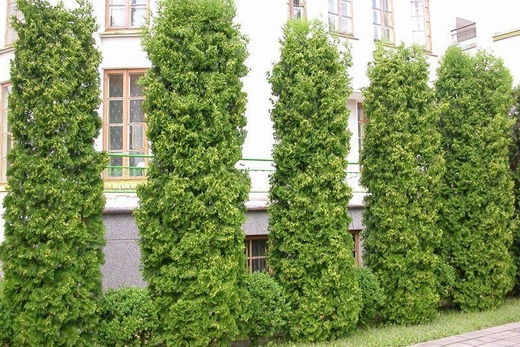 Туя западная Колумна Р9 20-25 см