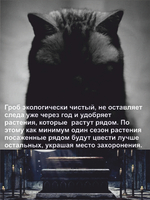 Гроб для кошки