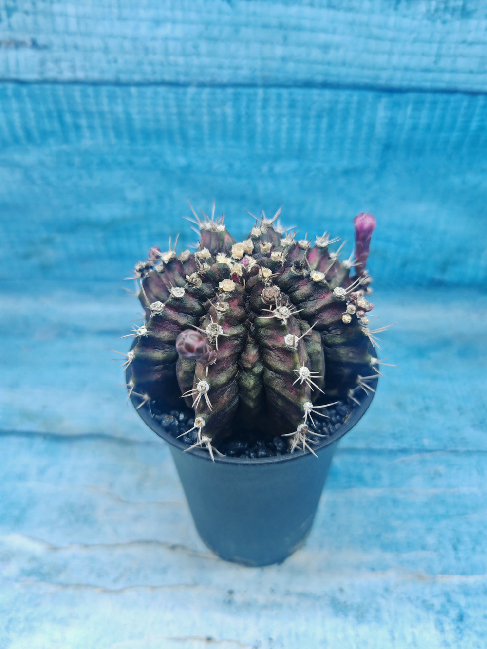 Gymnocalycium T-Rex Pink hybrid (Гимнокалициум T-rex)