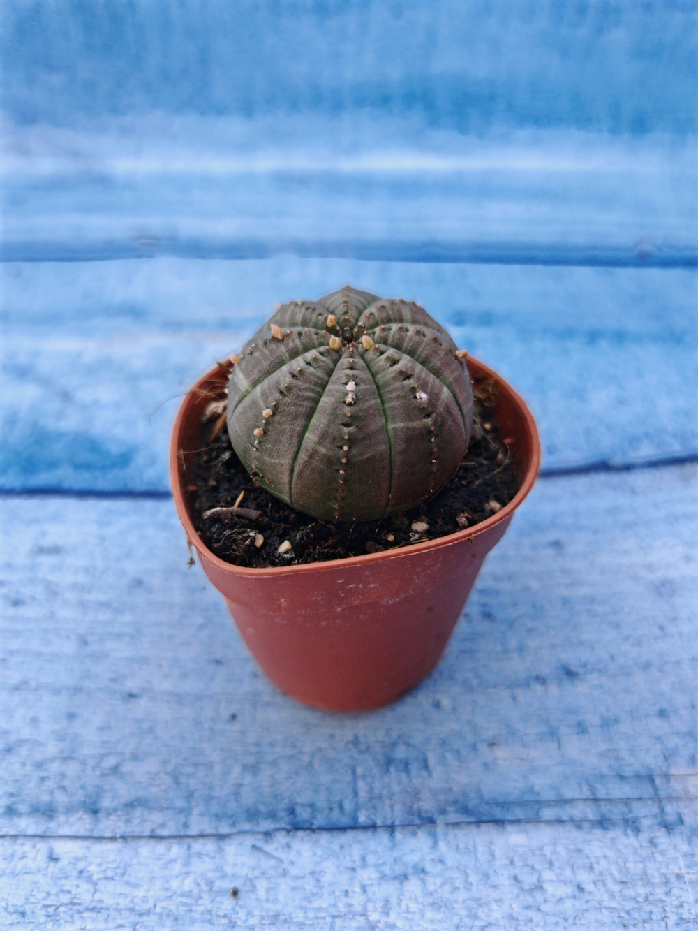 Euphorbia Obesa (Эуфорбия)