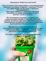 Бакопа Белая с золотыми листьями Вайт Голден Ливес