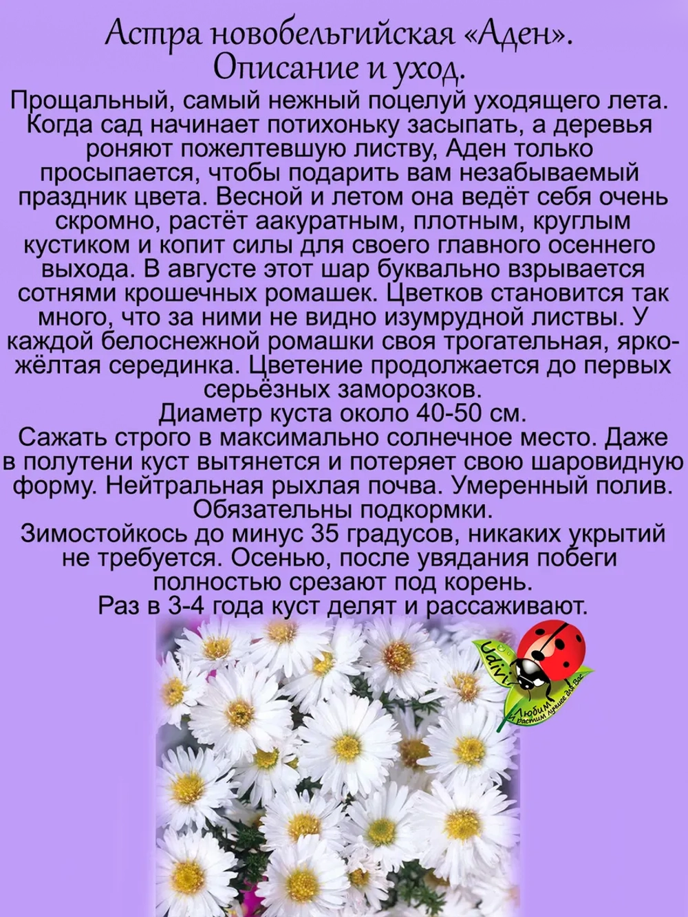 Астра Аден новобельгийская многолетняя