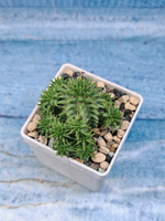 Euphorbia Suzannae (Эуфорбия)