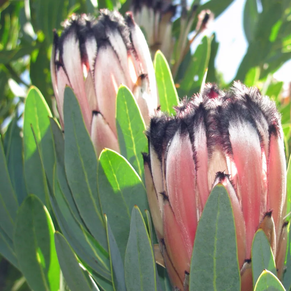 Протея Protea Laurifolia семена 2 шт