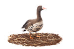 Белолобый гусь Duck Mania "ALFA" ЖИВОЕ ПЕРО мод. ALFA6B-DM-UV