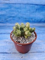 Euphorbia Pseudoglobosa variagate (Эуфорбия)