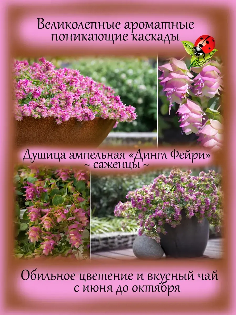 Душица Дингл Фейри ампельная