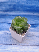 Haworthia Comptoniana hybrid (Хавортия)