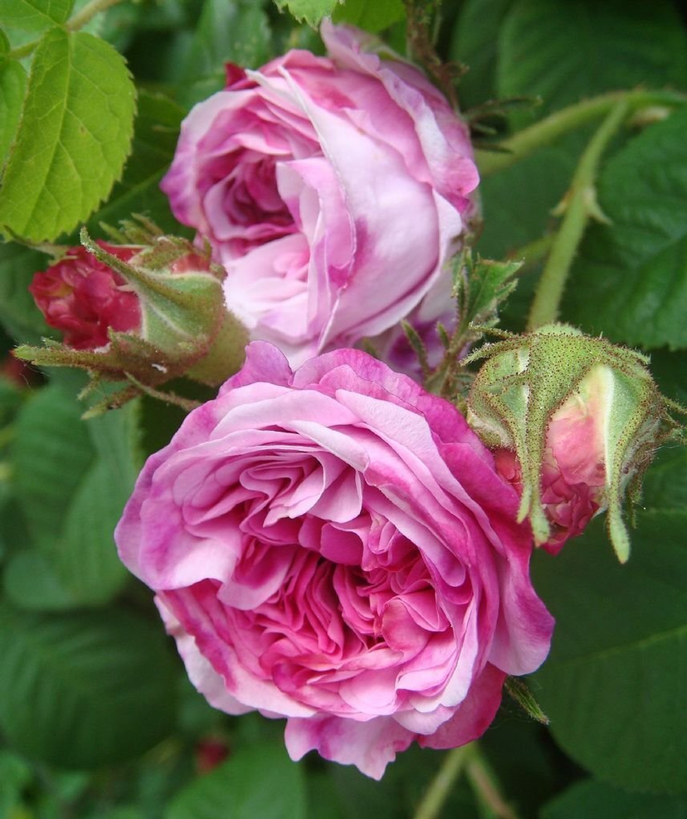 ROSE BULGARY EO 10% / РОЗА БОЛГАРСКАЯ ЭО CAS 8007-01-0 и 90106-38-0