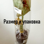 Каладиум AKIRA (K1)