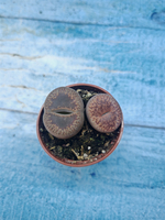 Lithops sp. (Литопсы)