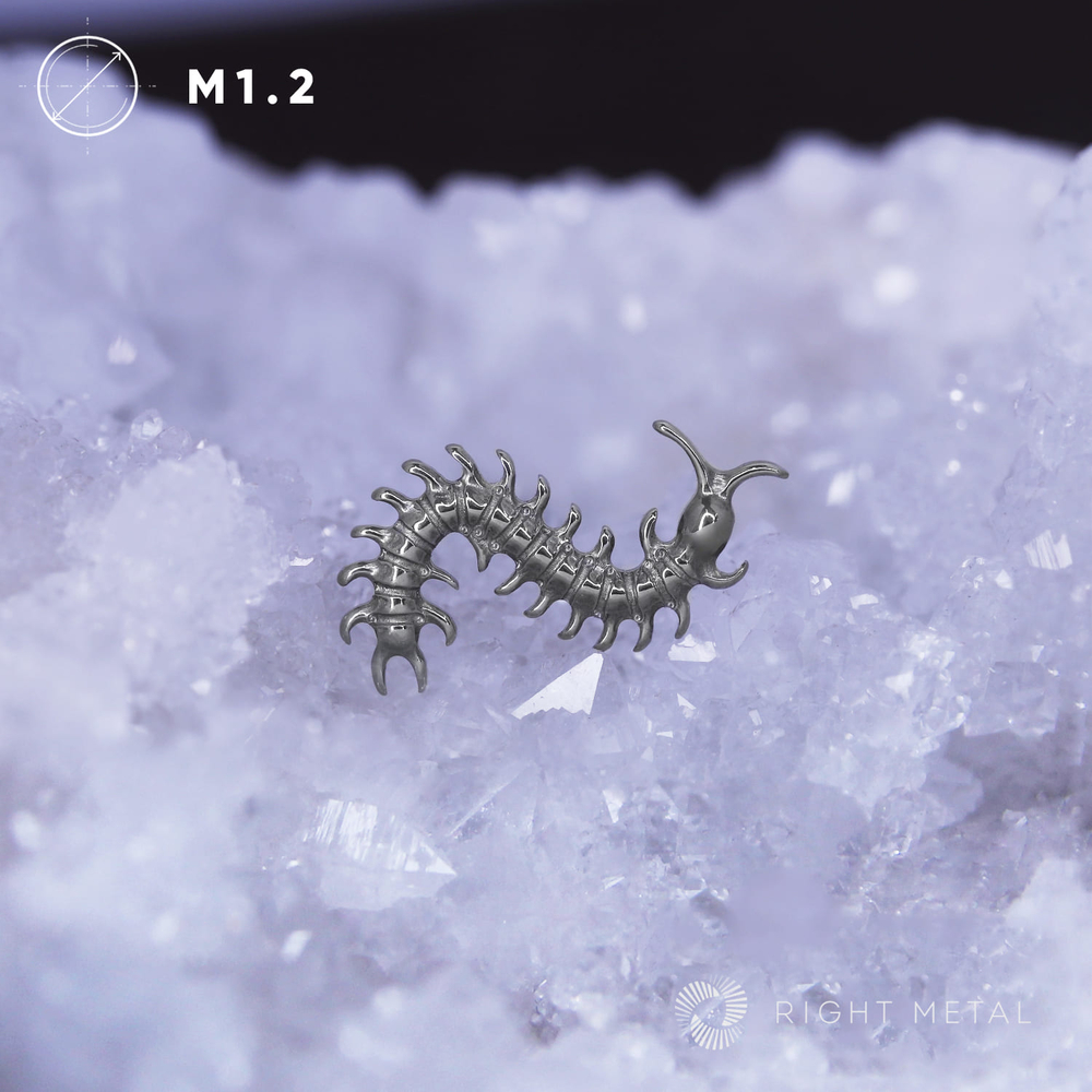 Scolopendra