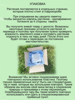Жимолость Ленинградский великан