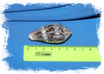 Conus achatinus размер