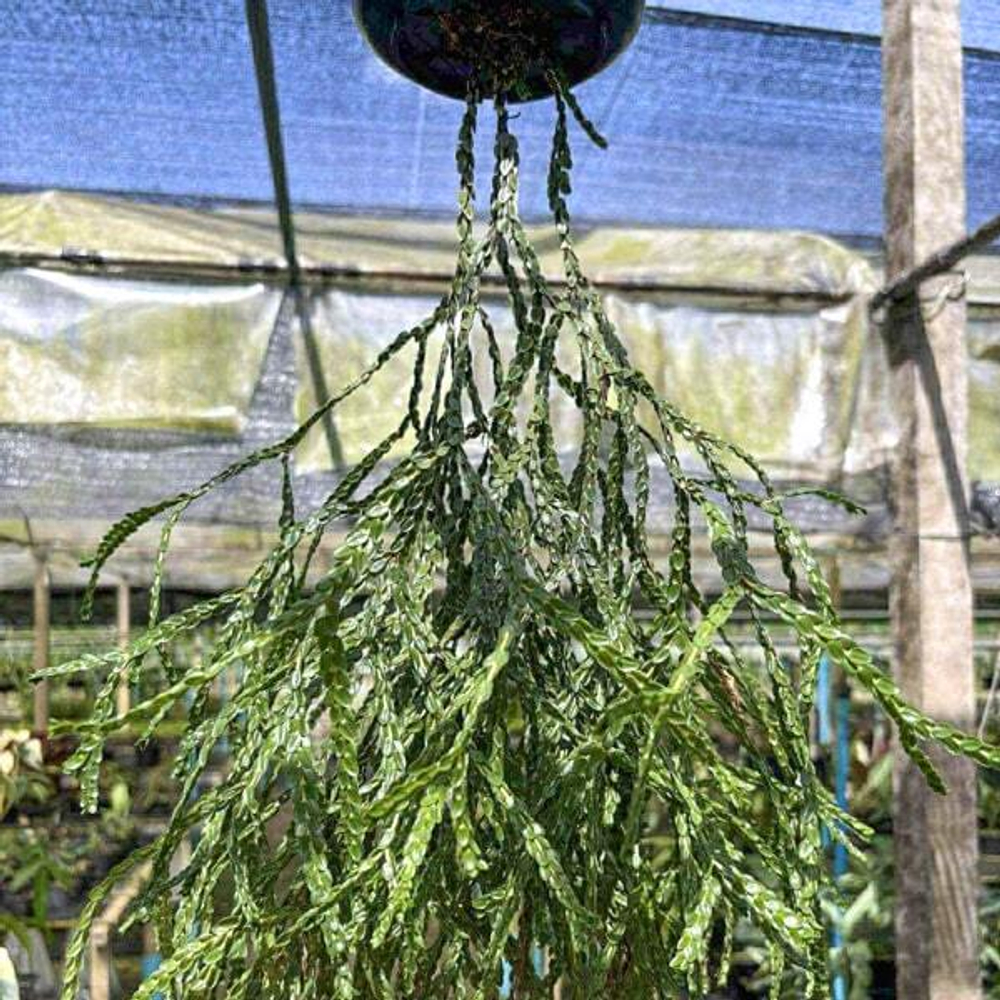 Хуперция H.NUMMULAIRIFOLIA MUT 6"
