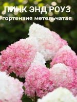 Гортензия метельчатая Пинк энд Роуз