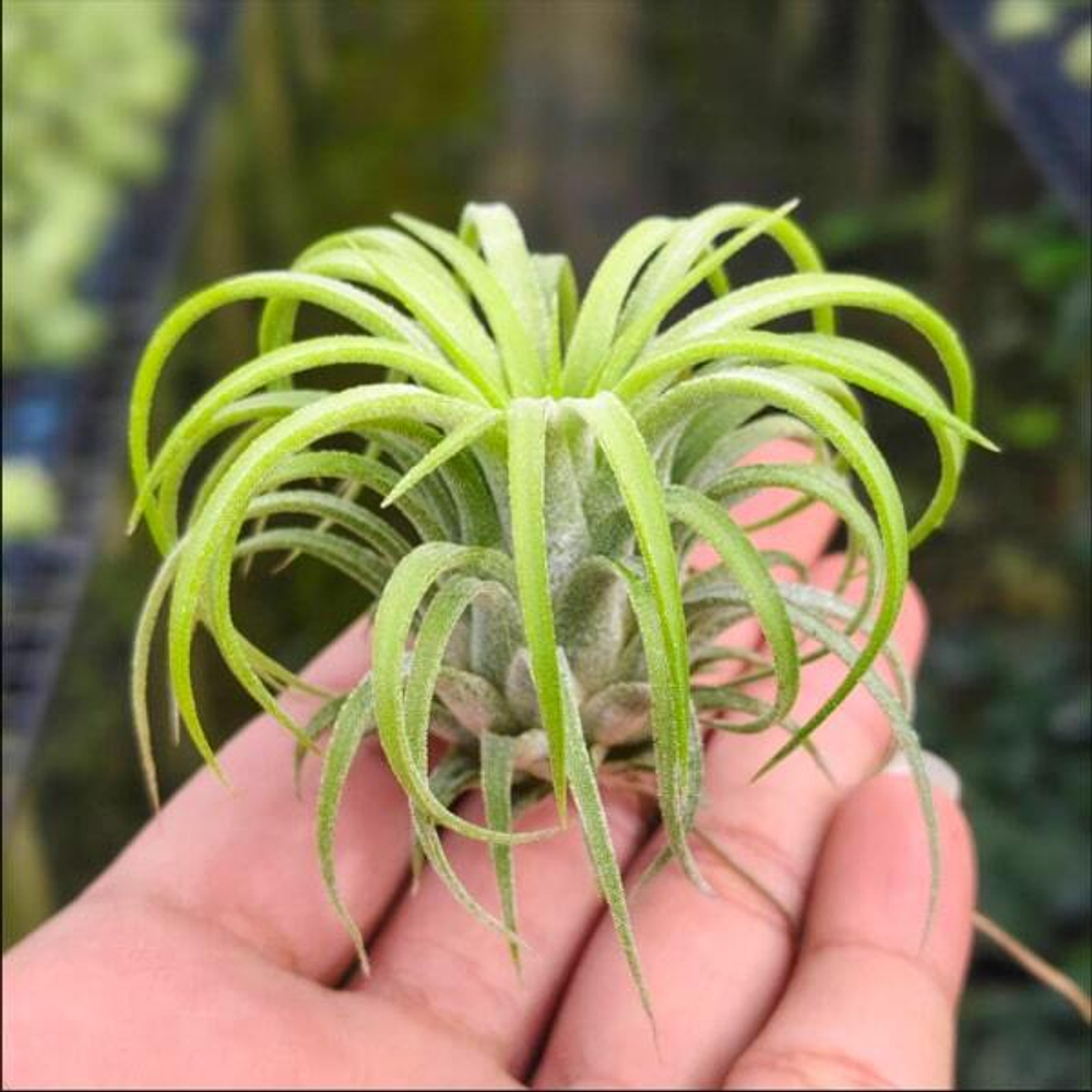 Тилландсия ionantha Curly Leaf M (Т30)