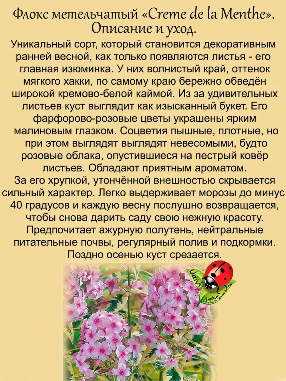 Флокс Мятный крем метельчатый