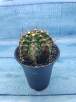 Gymnocalycium T-Rex Pink hybride (Гимнокалициум T-rex)