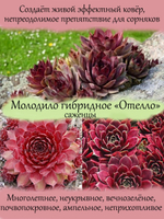 Молодило красное гибридное Отелло каменная роза многолетник