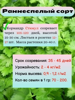Кориандр (кинза) семена набор 9 шт