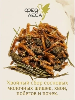 Хвойный побеги, почки,молочные шишки сосны для свечей