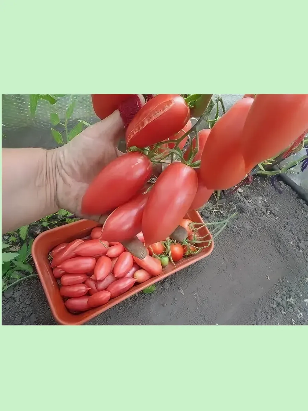 Томат Алые Свечи /1уп. 20 семян/
