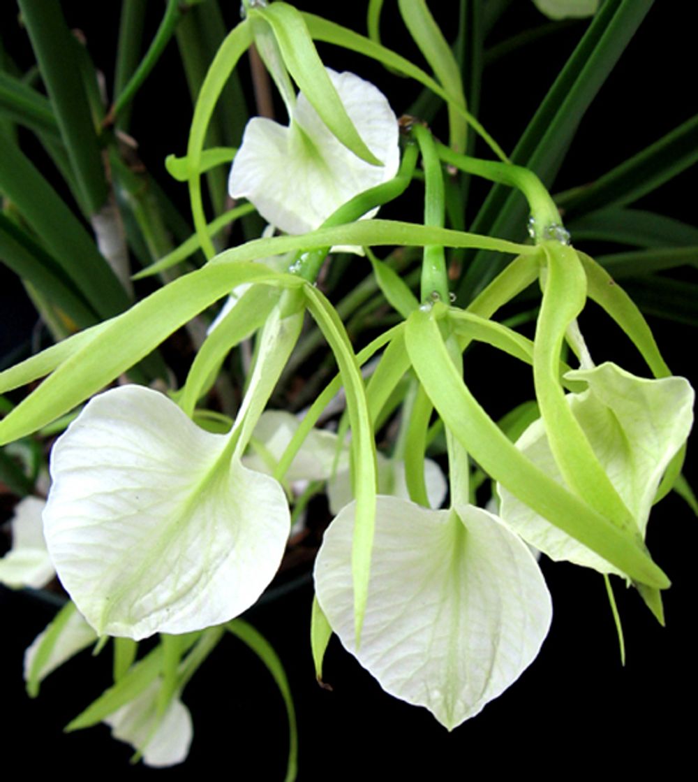 Olympic Orchids Artisan Perfumes Little Stars