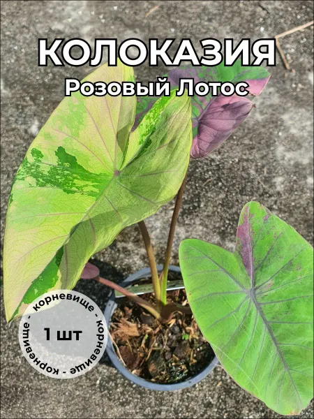 Колоказия "Розовый Лотос" корневище