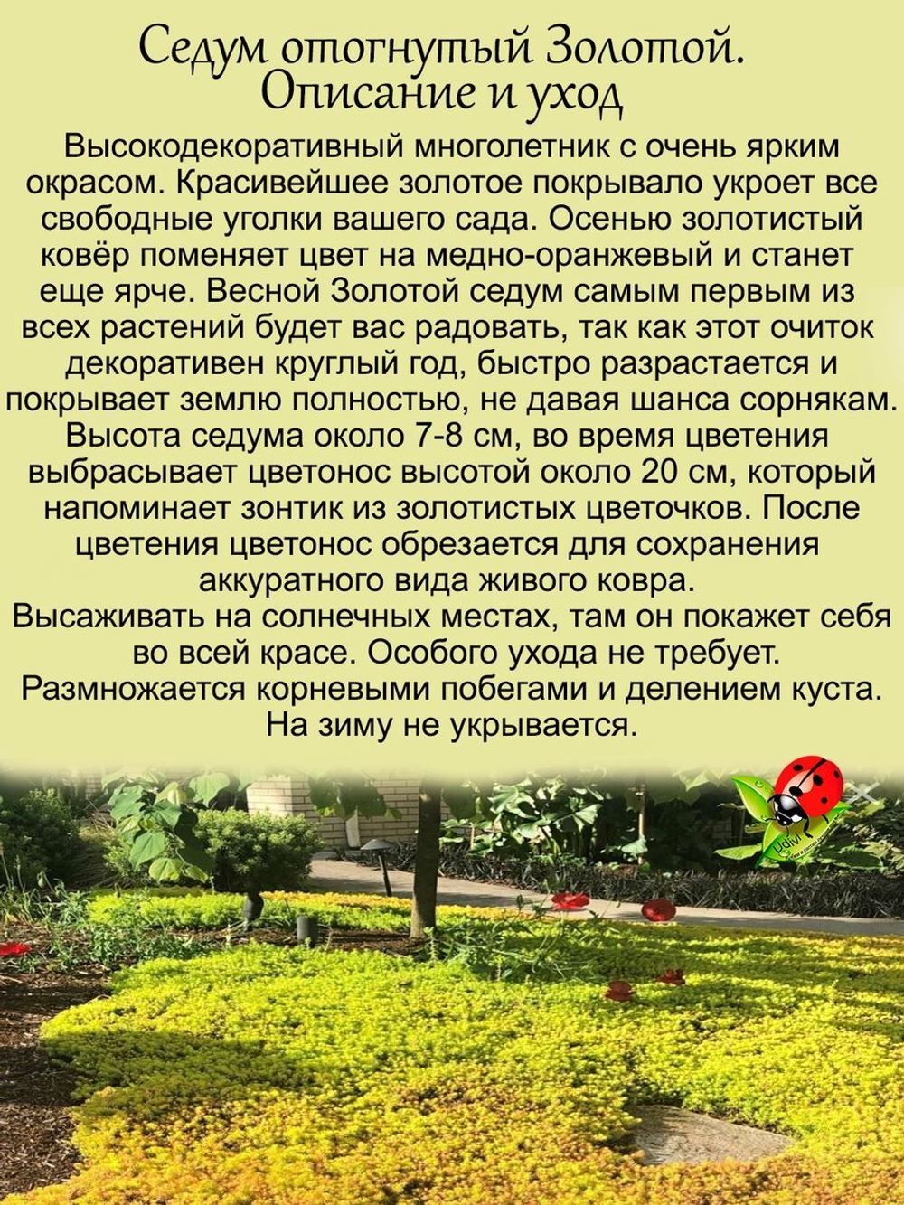 Седум Золотой отогнутый очиток почвопокровный